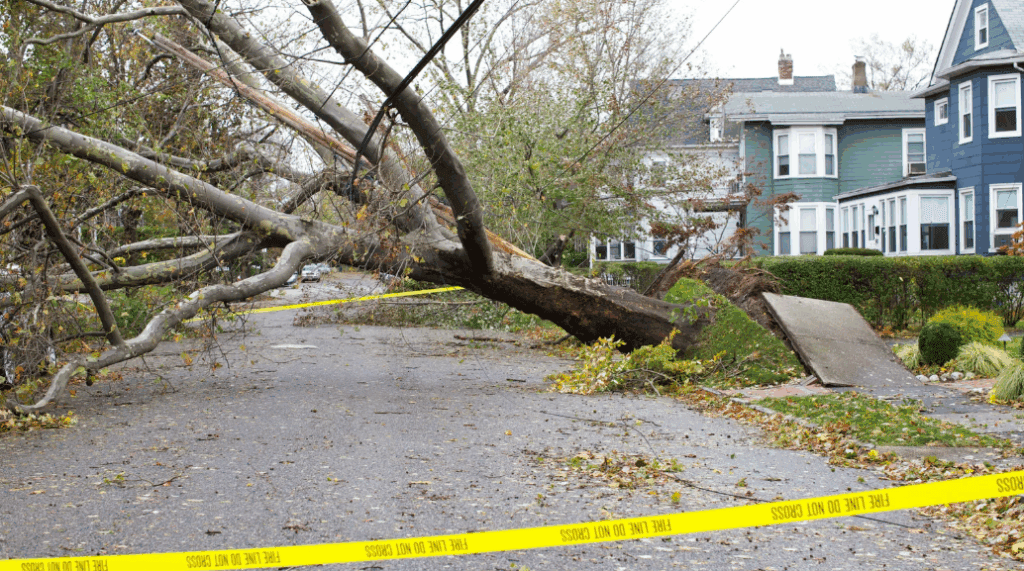 üzemi baleset kidőlt fa